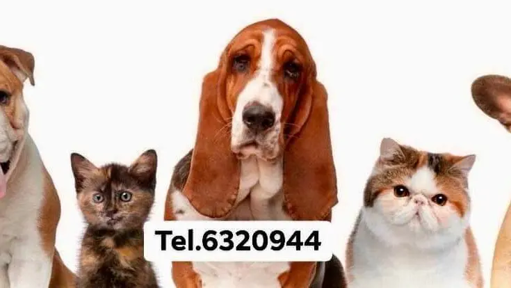 HVC Hospital Veterinario Centro