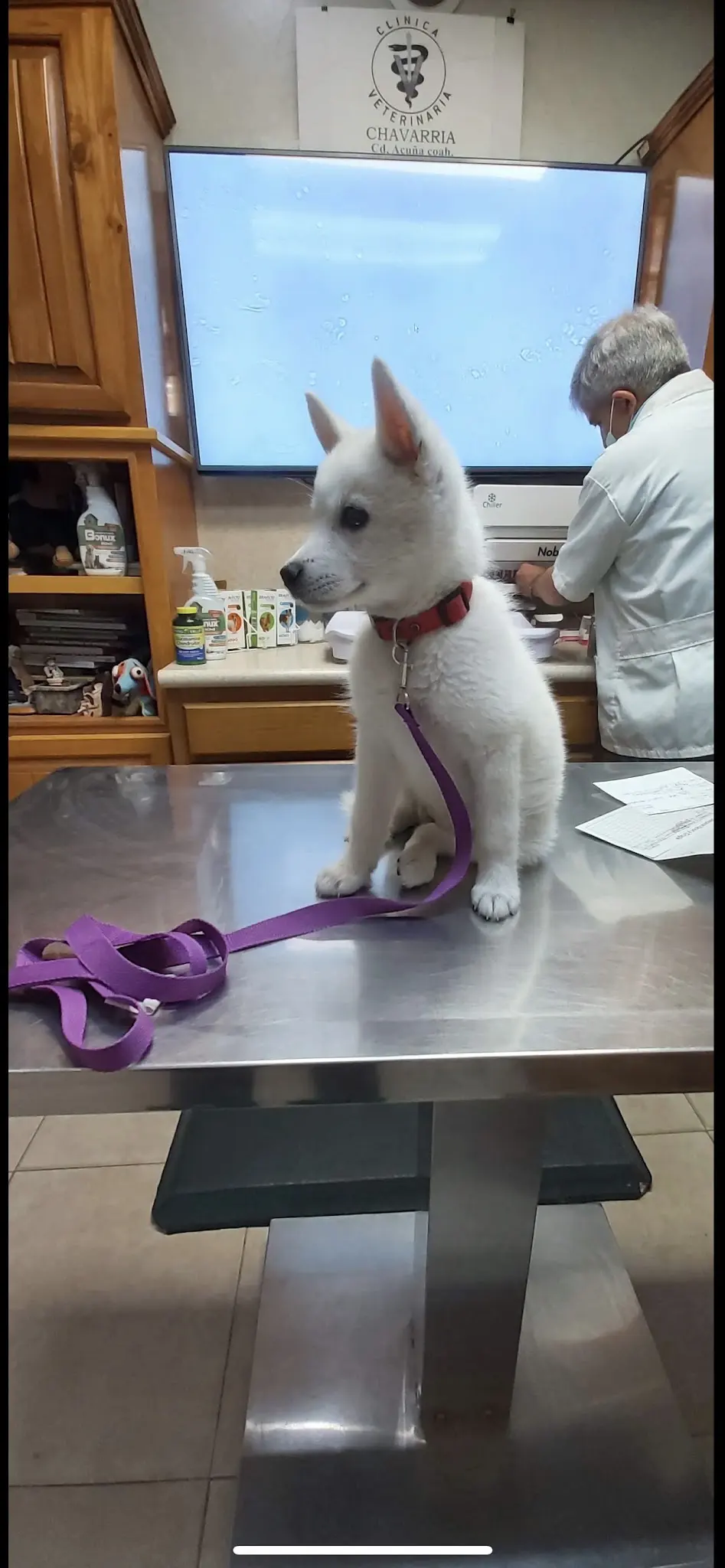 Clínica Veterinaria "Chavarría" — foto 3 de 3