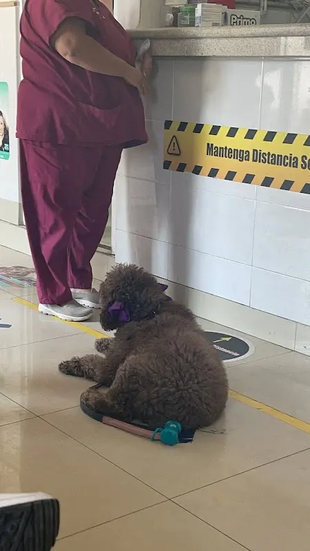 Clínica de Especialidades Veterinarias French´s Torreón Coahuila