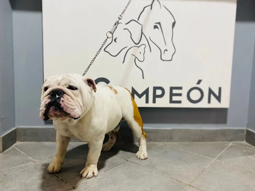 Clínica Veterinaria «el Campeón»
