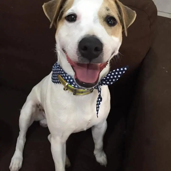 Happy Pet's veterinaria y estetica canina