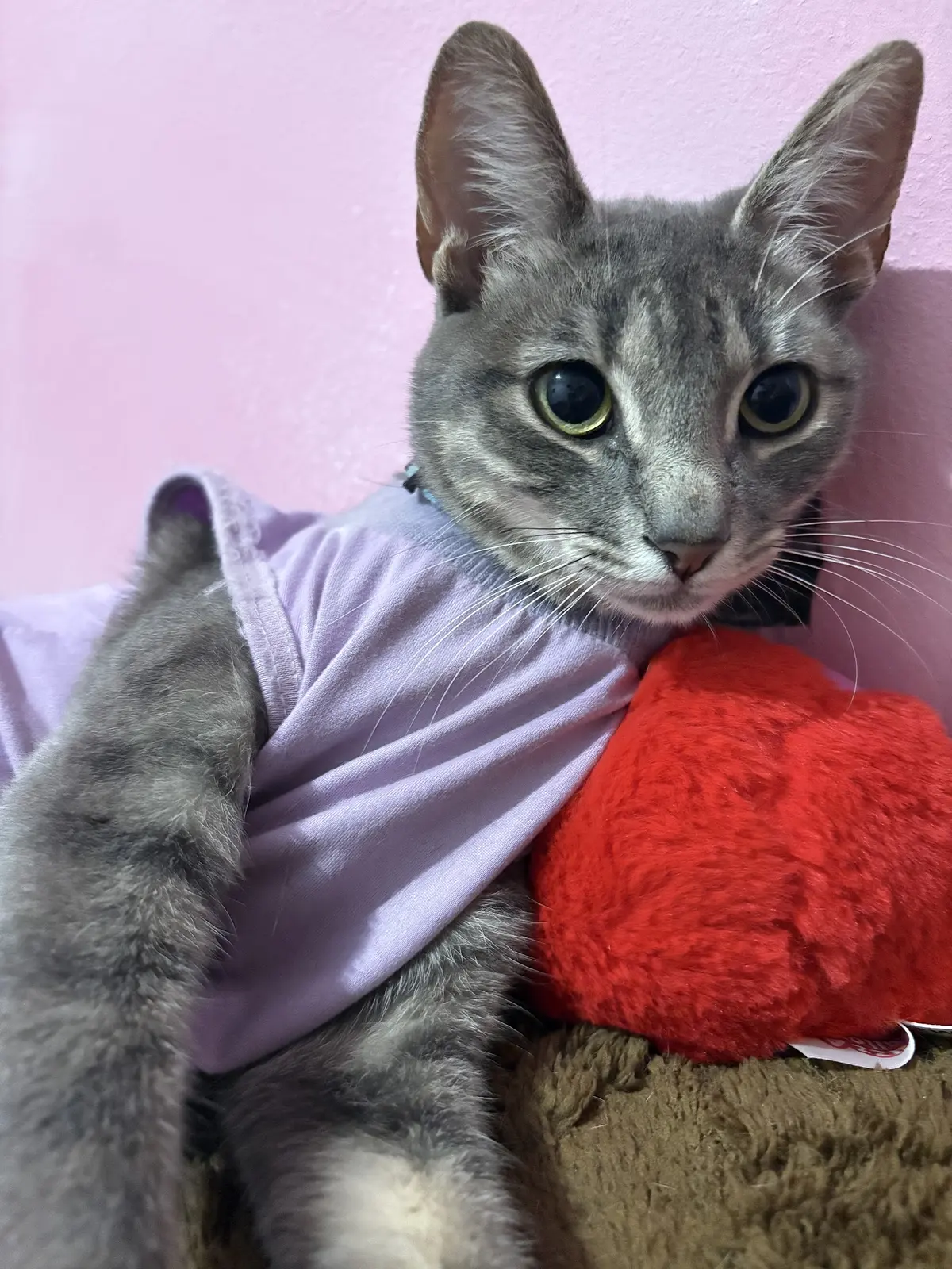 El Palacio de las Mascotas | Veterinaria en Saltillo