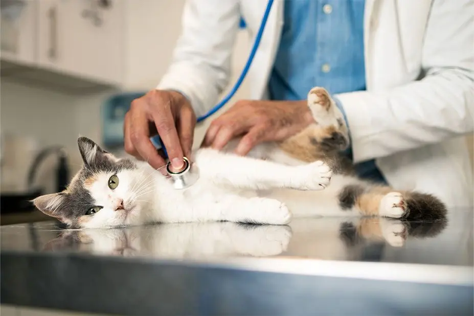 Farmacia Veterinaria González — foto 4 de 4