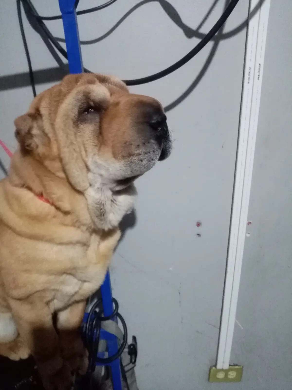 Hospital Veterinario Juan Coronado — foto 3 de 3