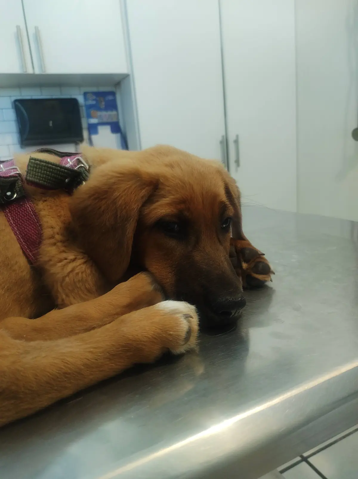 Hospital Veterinario Juan Coronado — foto 2 de 3