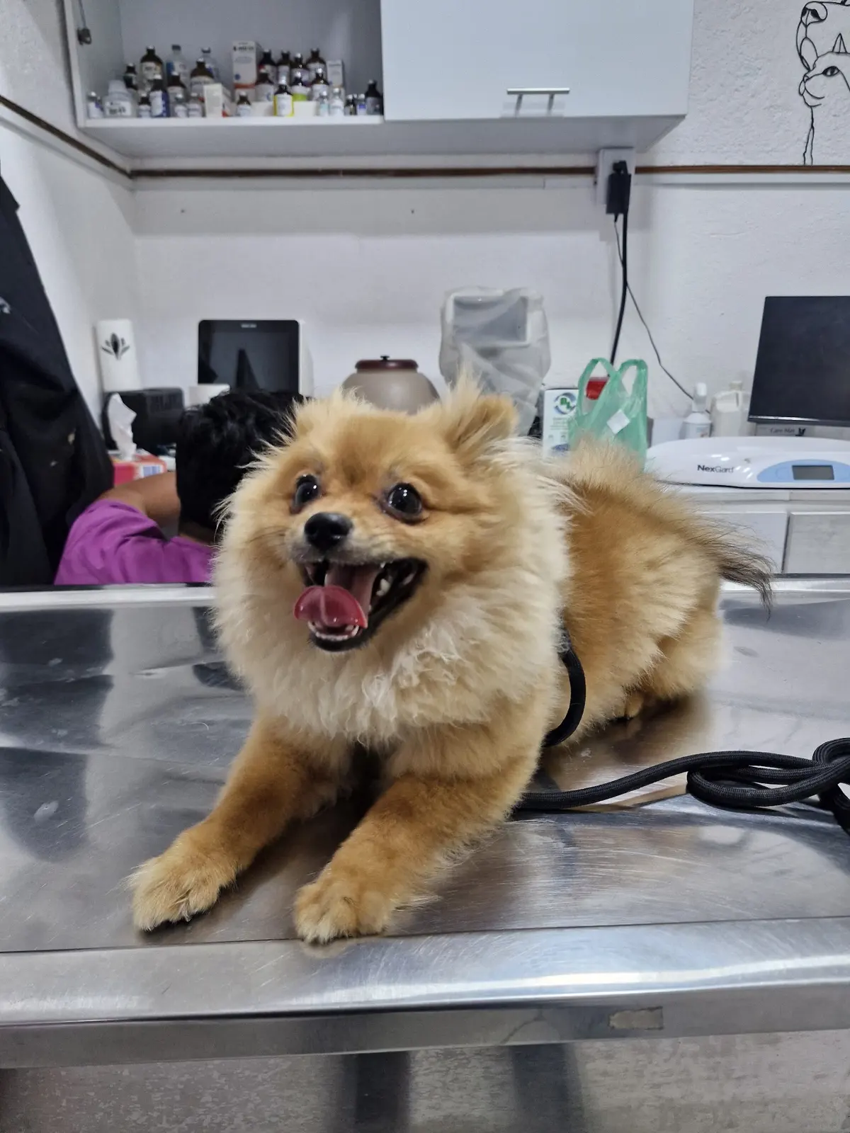 JuRo Veterinaria — foto 2 de 3