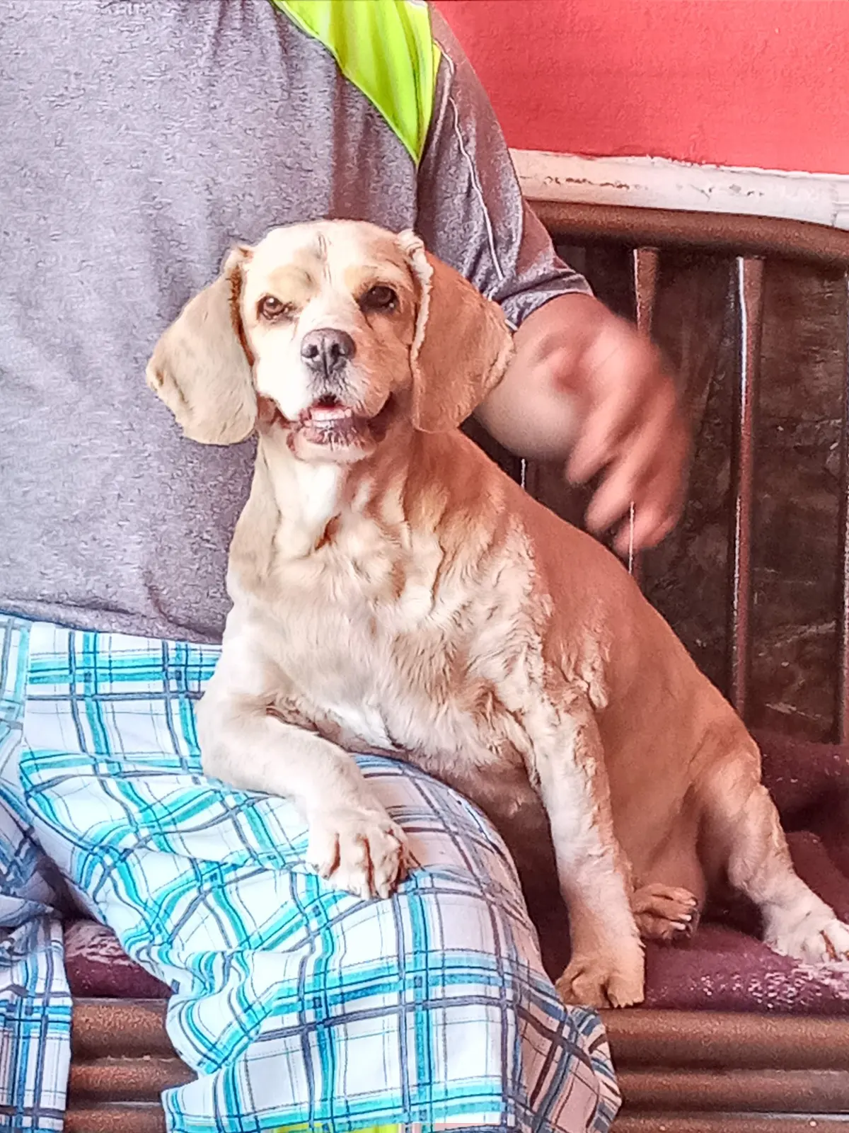 Veterinaria Animal Place