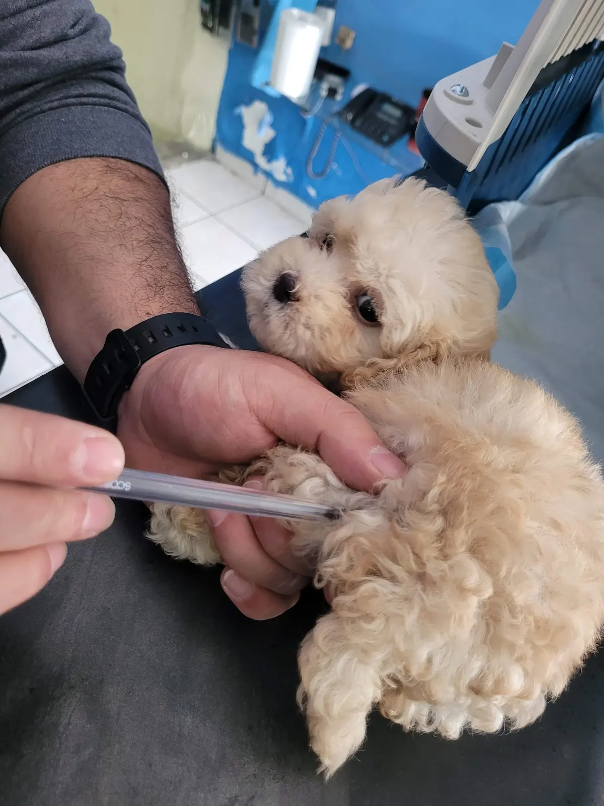 Veterinaria El Ángel — foto 2 de 3