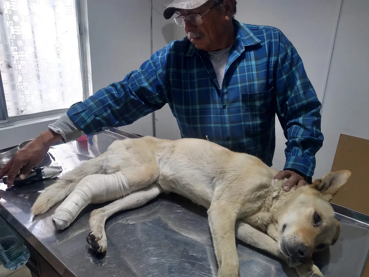 Veterinaria Valerio M.V.Z — foto 2 de 3