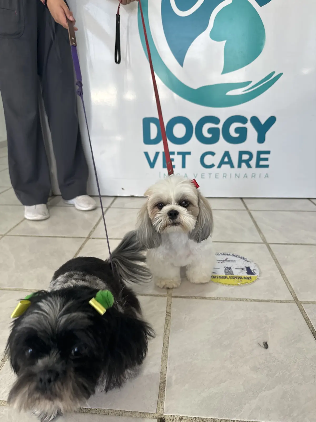Doggy Vet Care - clínica especializada en perros y gatos — foto 3 de 3