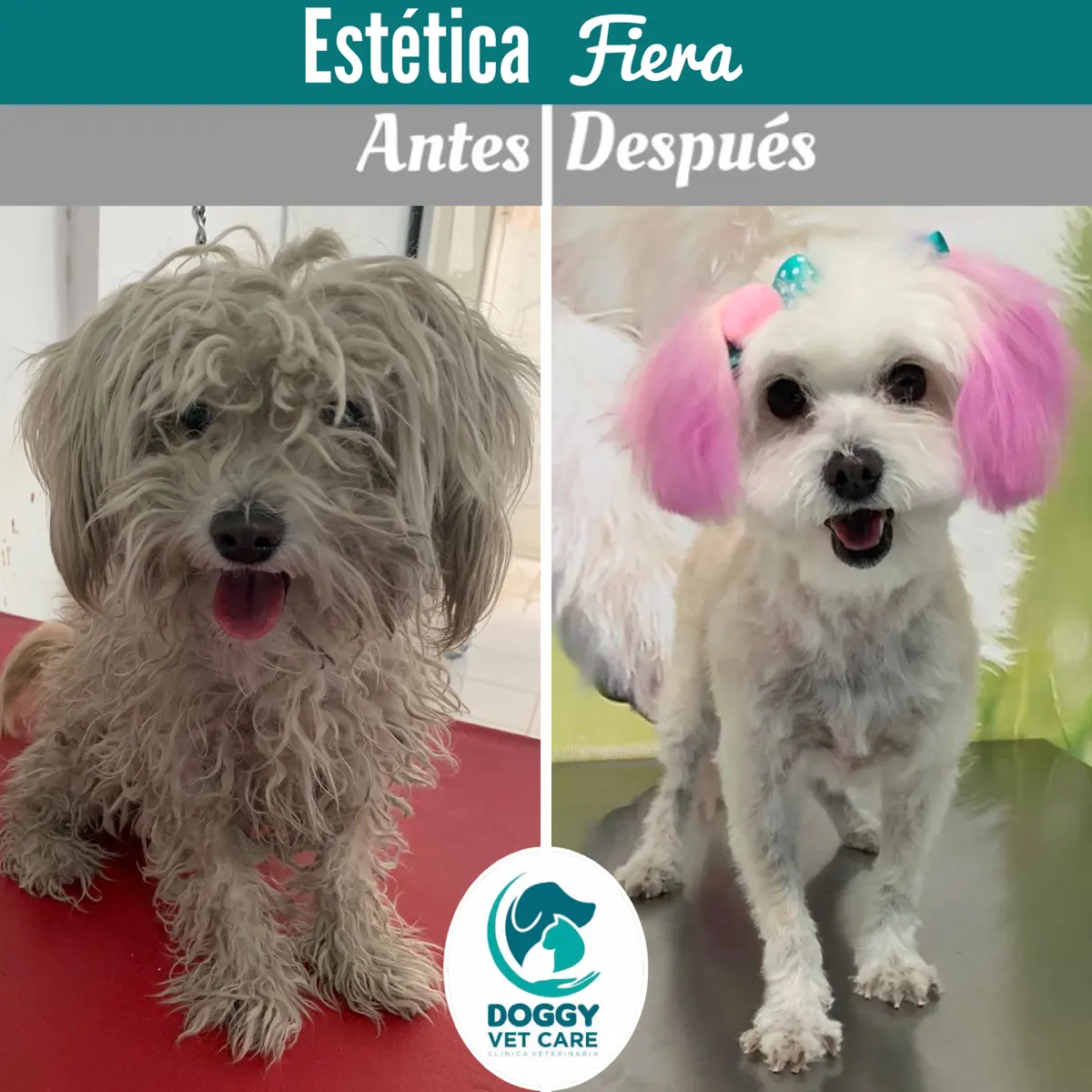 Doggy Vet Care - clínica especializada en perros y gatos — foto 2 de 3