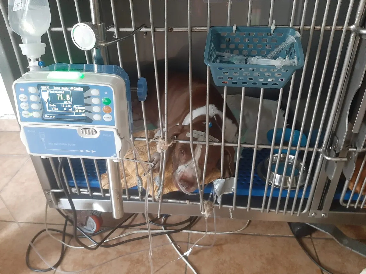 Hospital veterinario y especialidades Animal Care