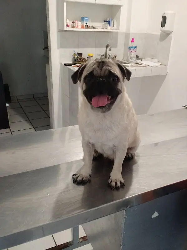 Hospital Veterinario