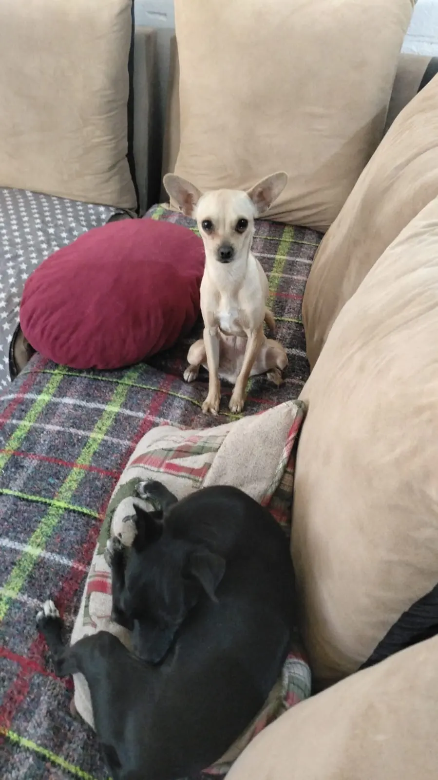 Hospital Veterinario Country Pet's — foto 2 de 3