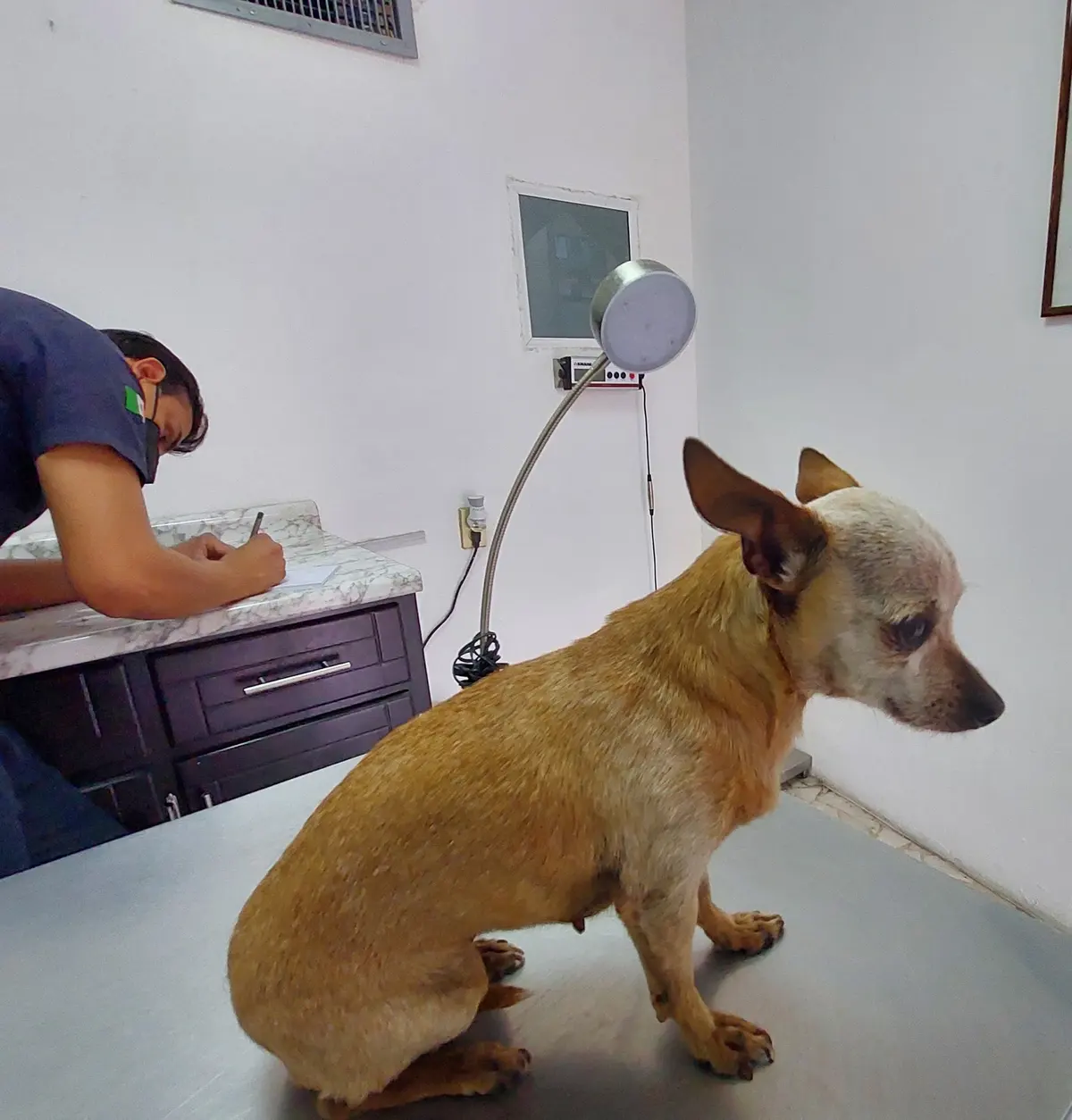 Veterinaria filadelfia
