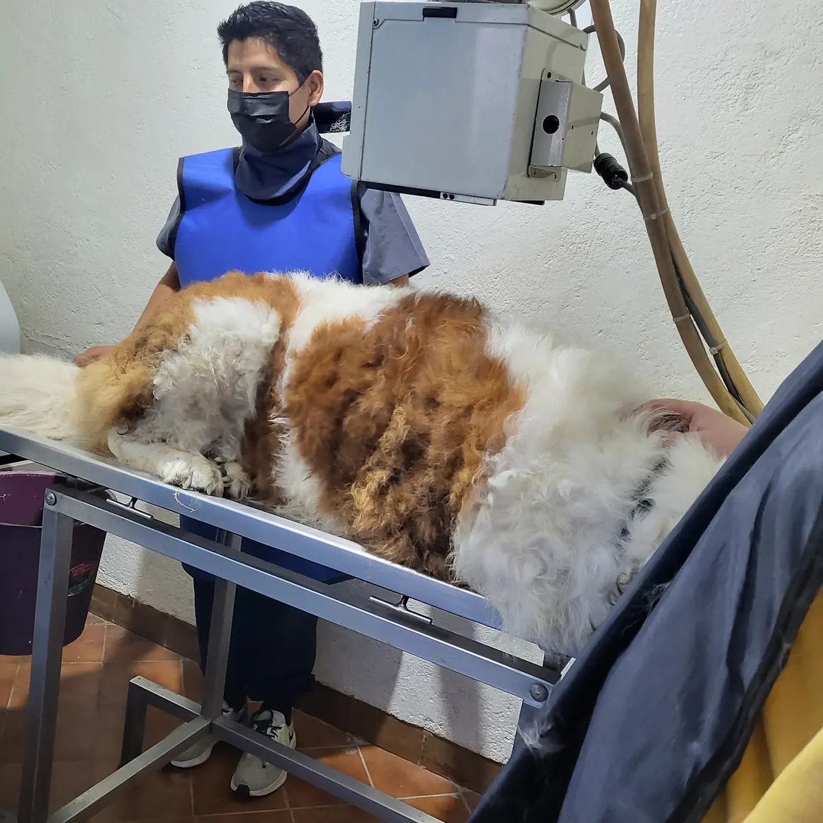 Clínica Integral Veterinaria Chalco — foto 3 de 3