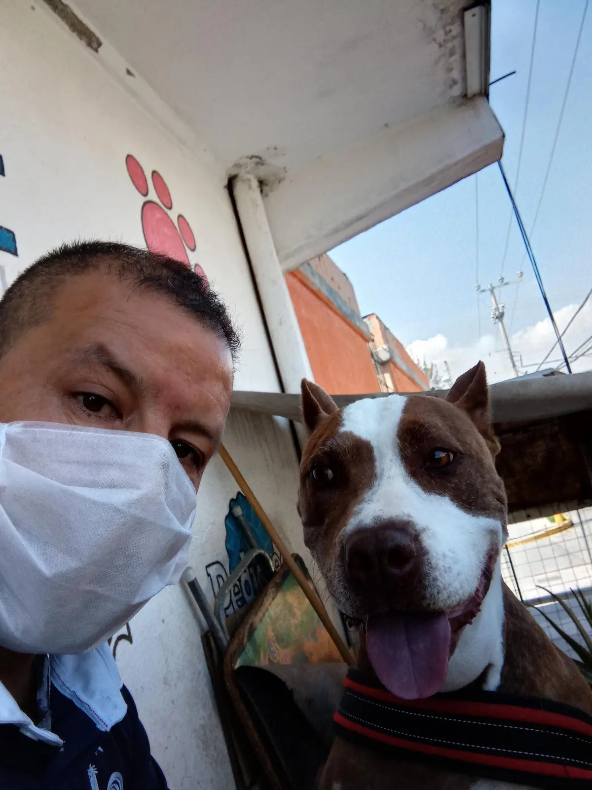 Veterinaria Toreto
