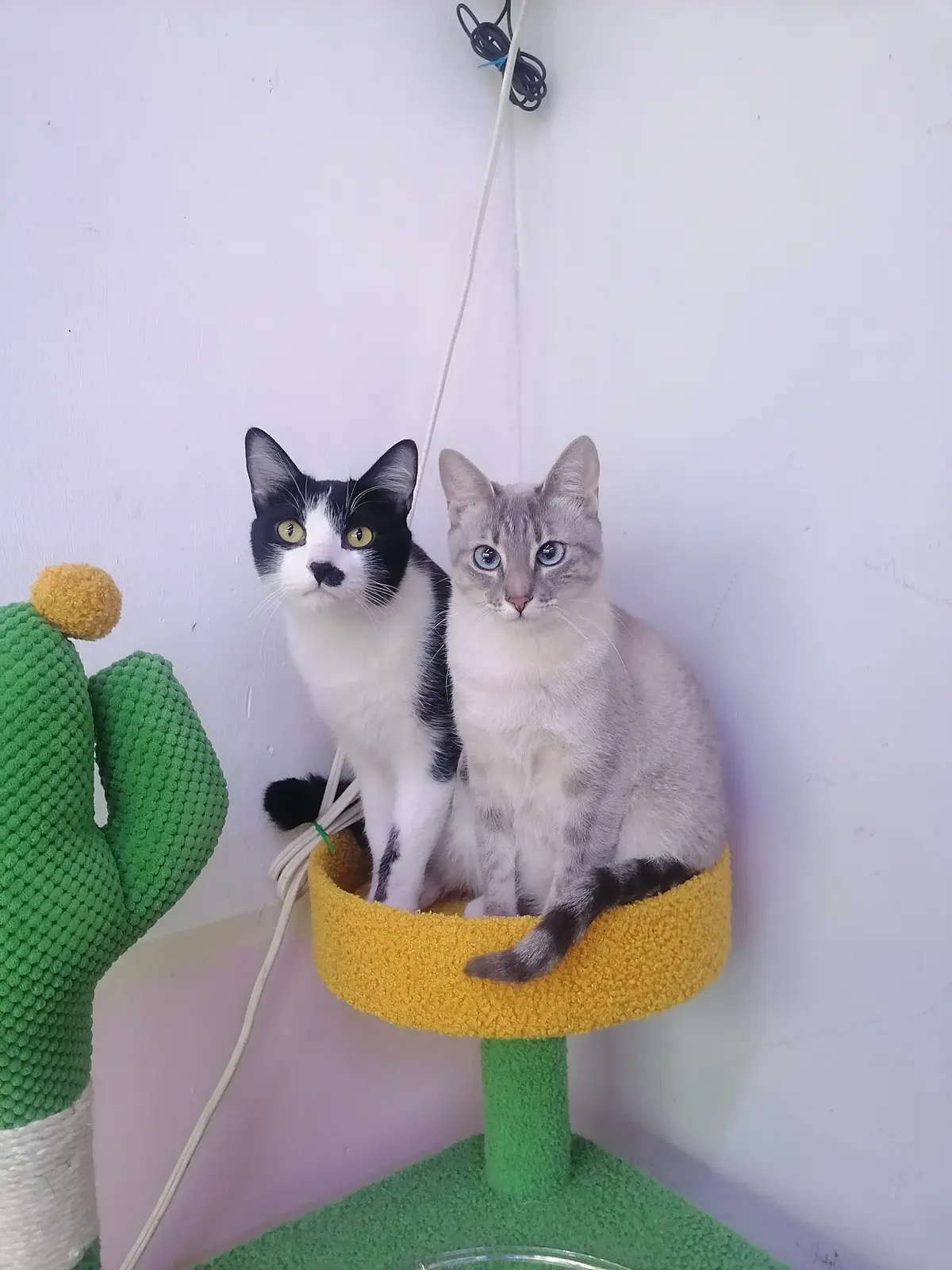 ALVET CLÍNICA VETERINARIA