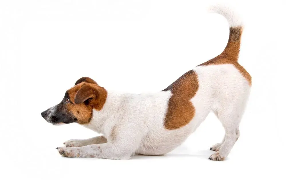 Centro Veterinario Amigos