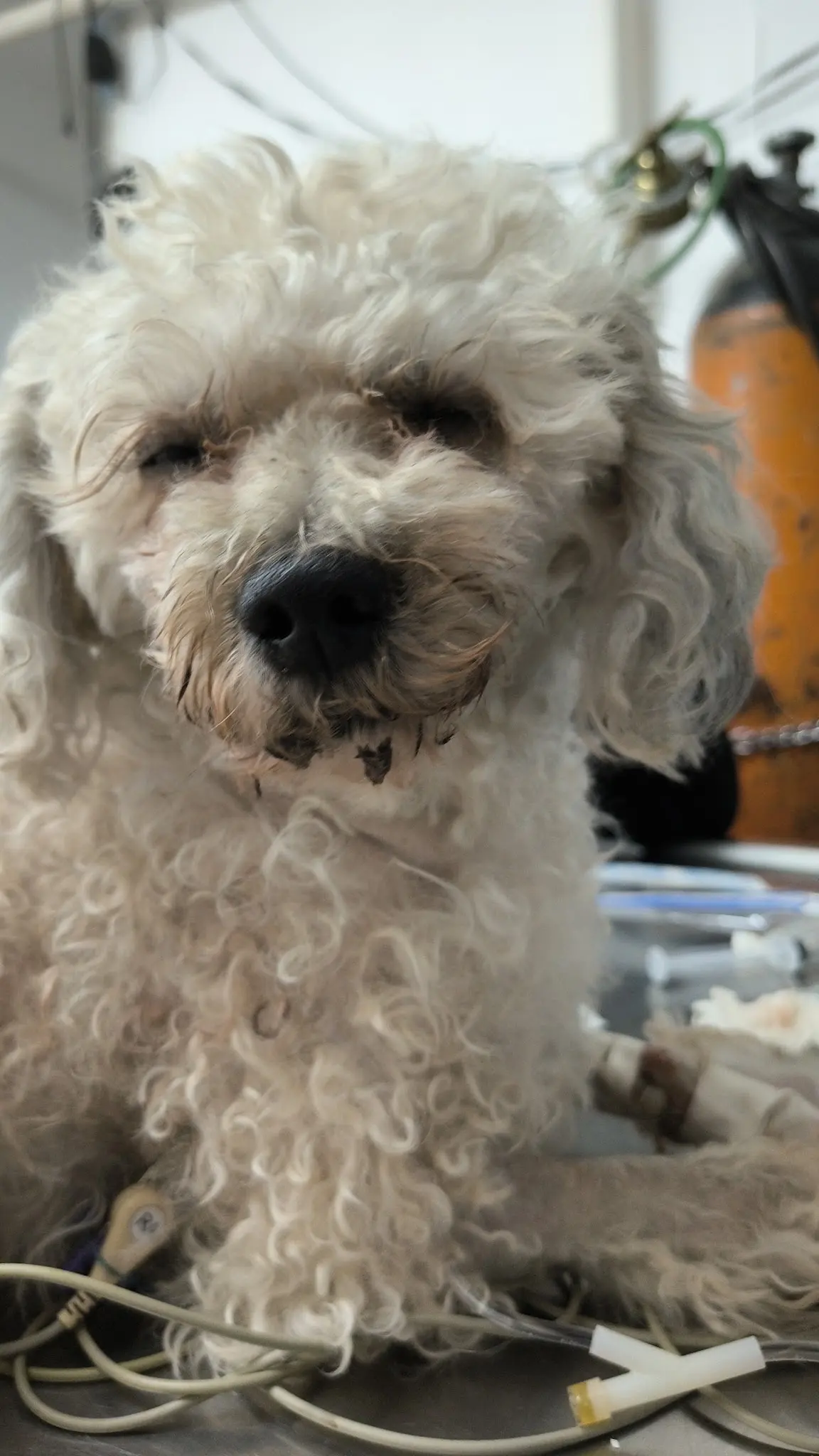 Hospital Veterinario Xolo