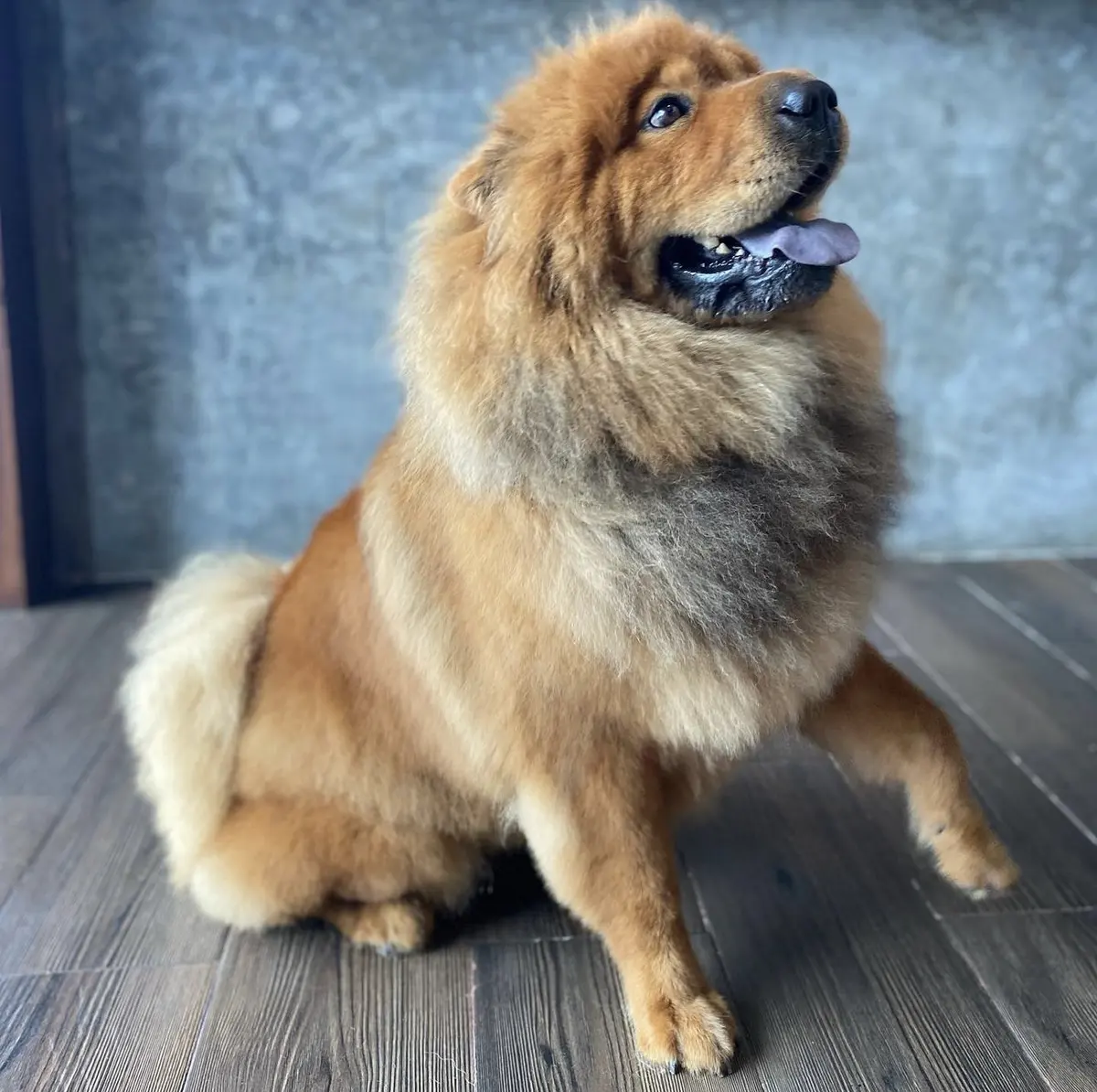 Kee-Pet Hospital & Spa veterinario — foto 3 de 3