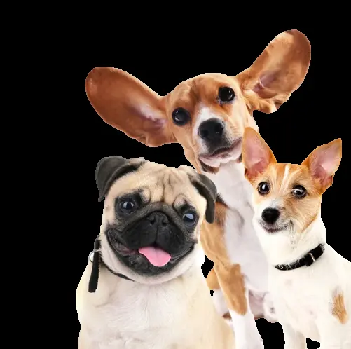 Pet Vet