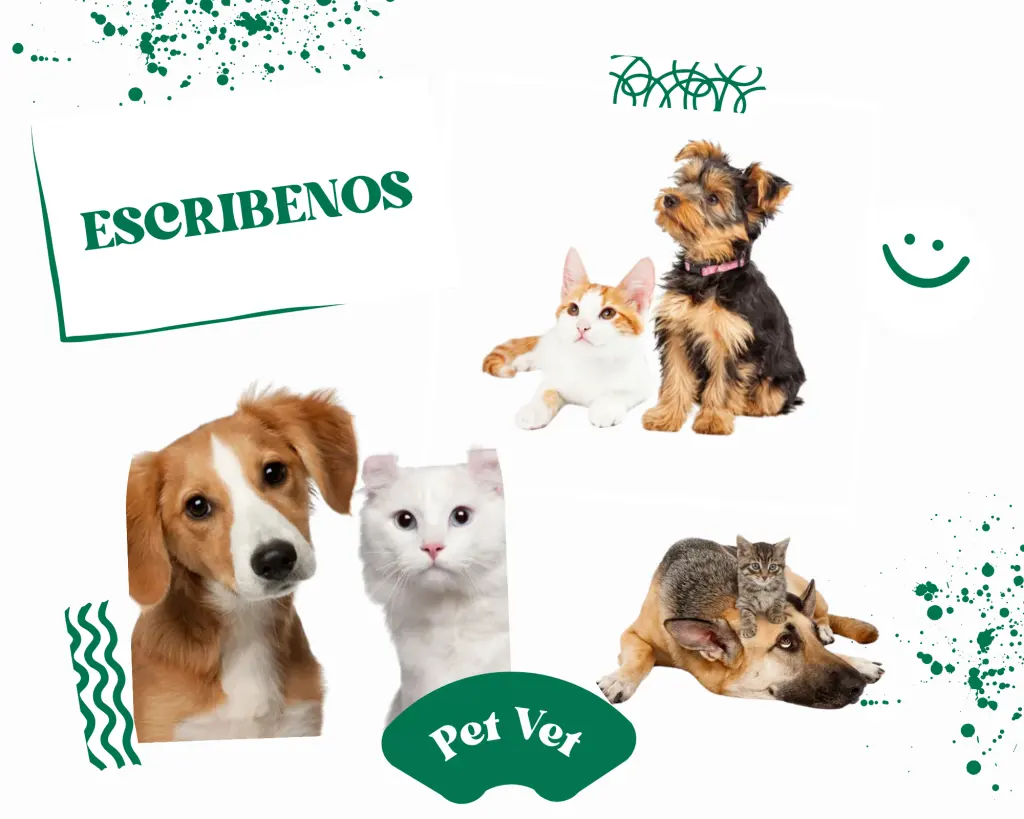 Pet Vet — foto 2 de 2