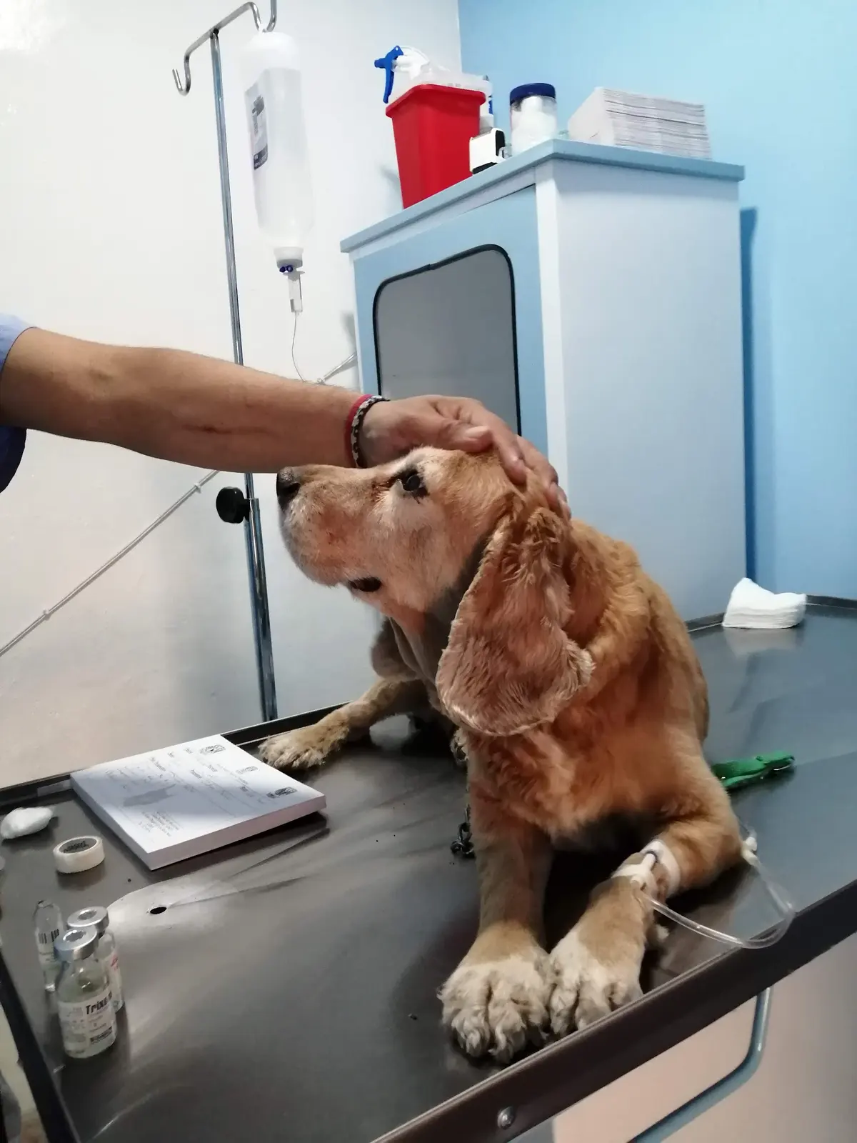 Centro Veterinario Neza — foto 2 de 3