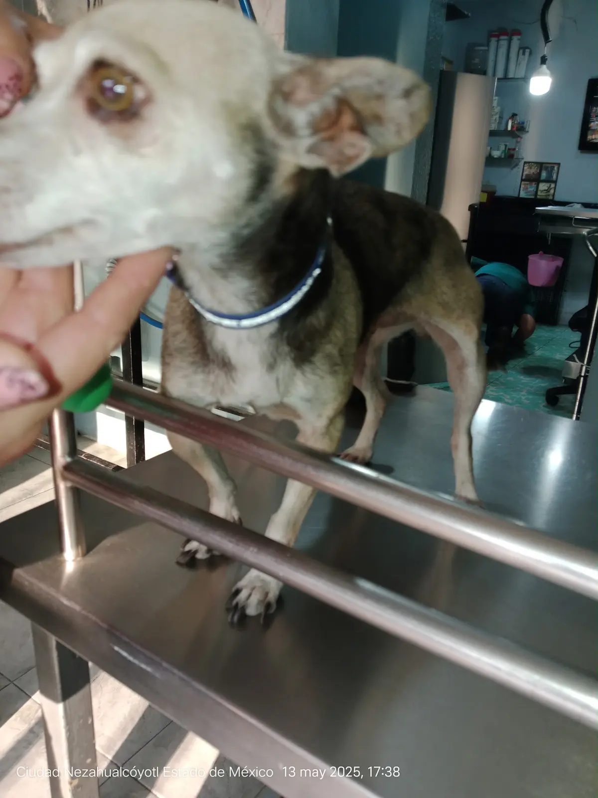 Clínica Veterinaria Atitlán "Cuidado Animal"