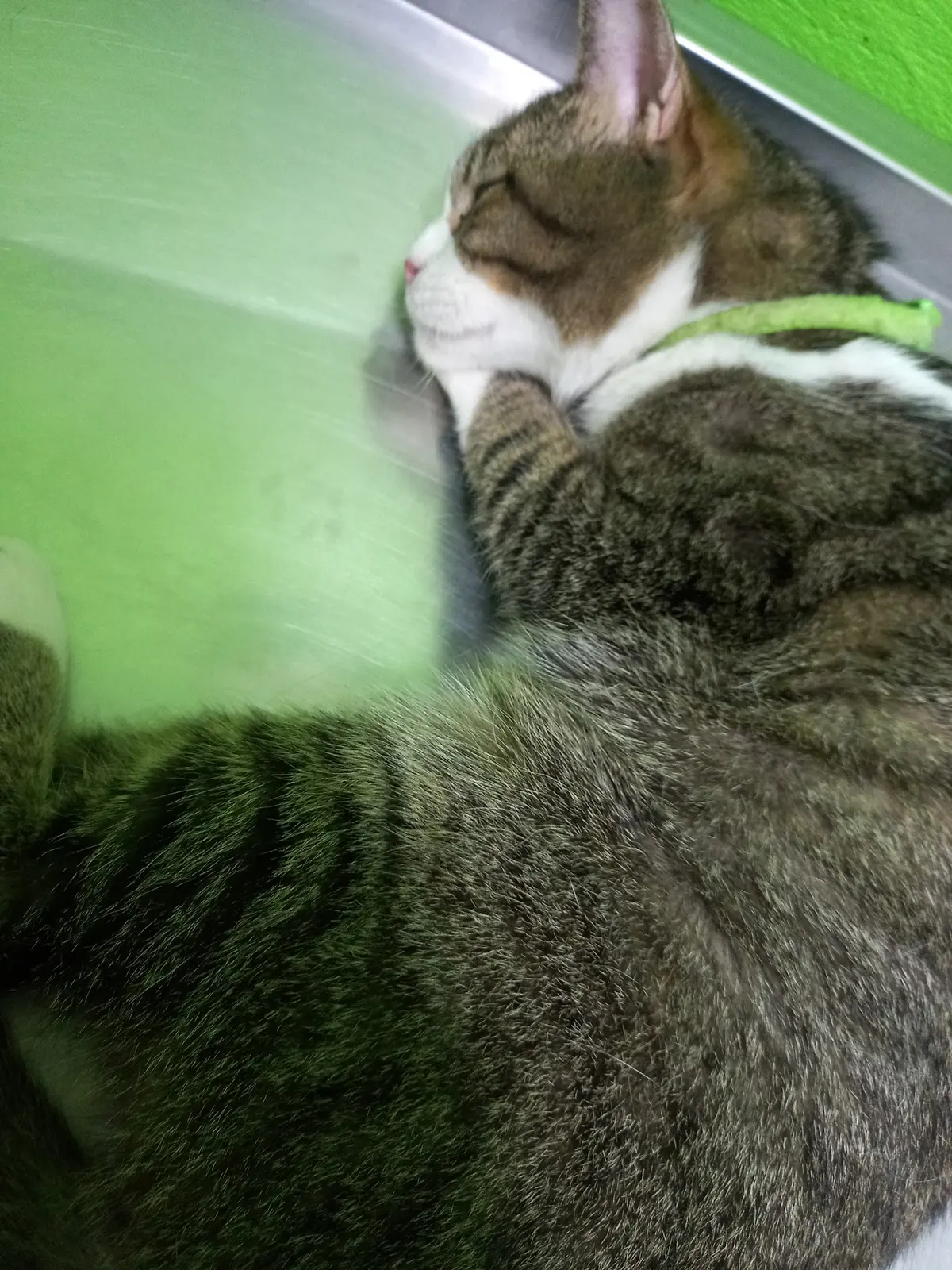 Clinica Veterinaria La Mascota