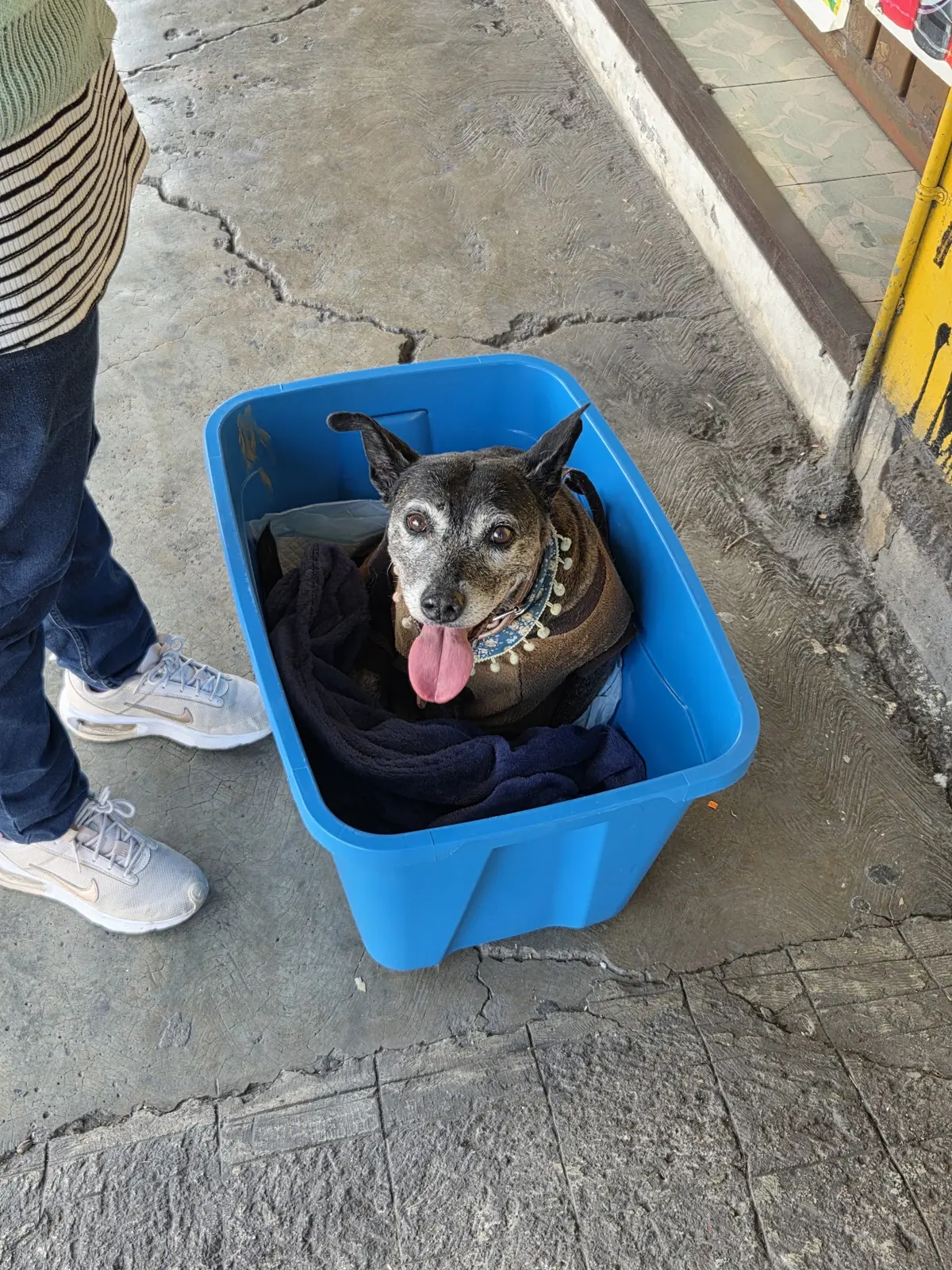 Clínica Veterinaria Maya