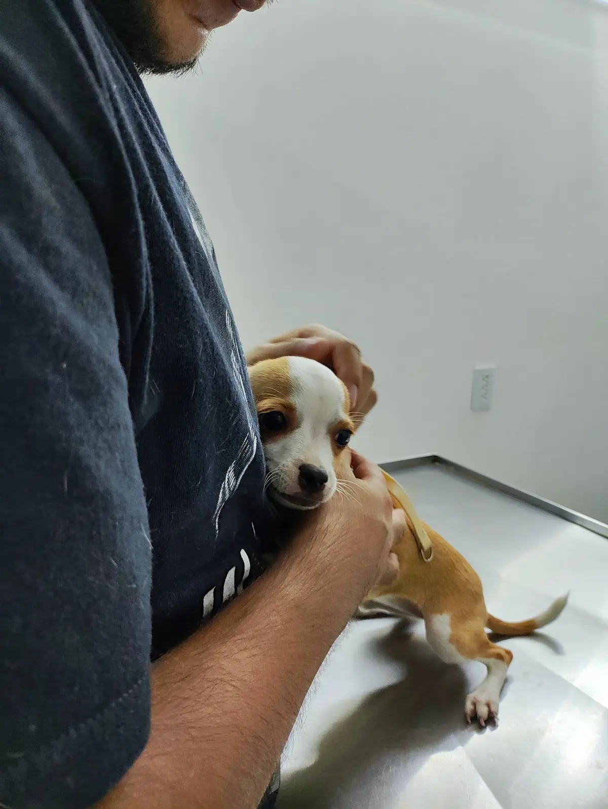Consultorio Veterinario MAYA