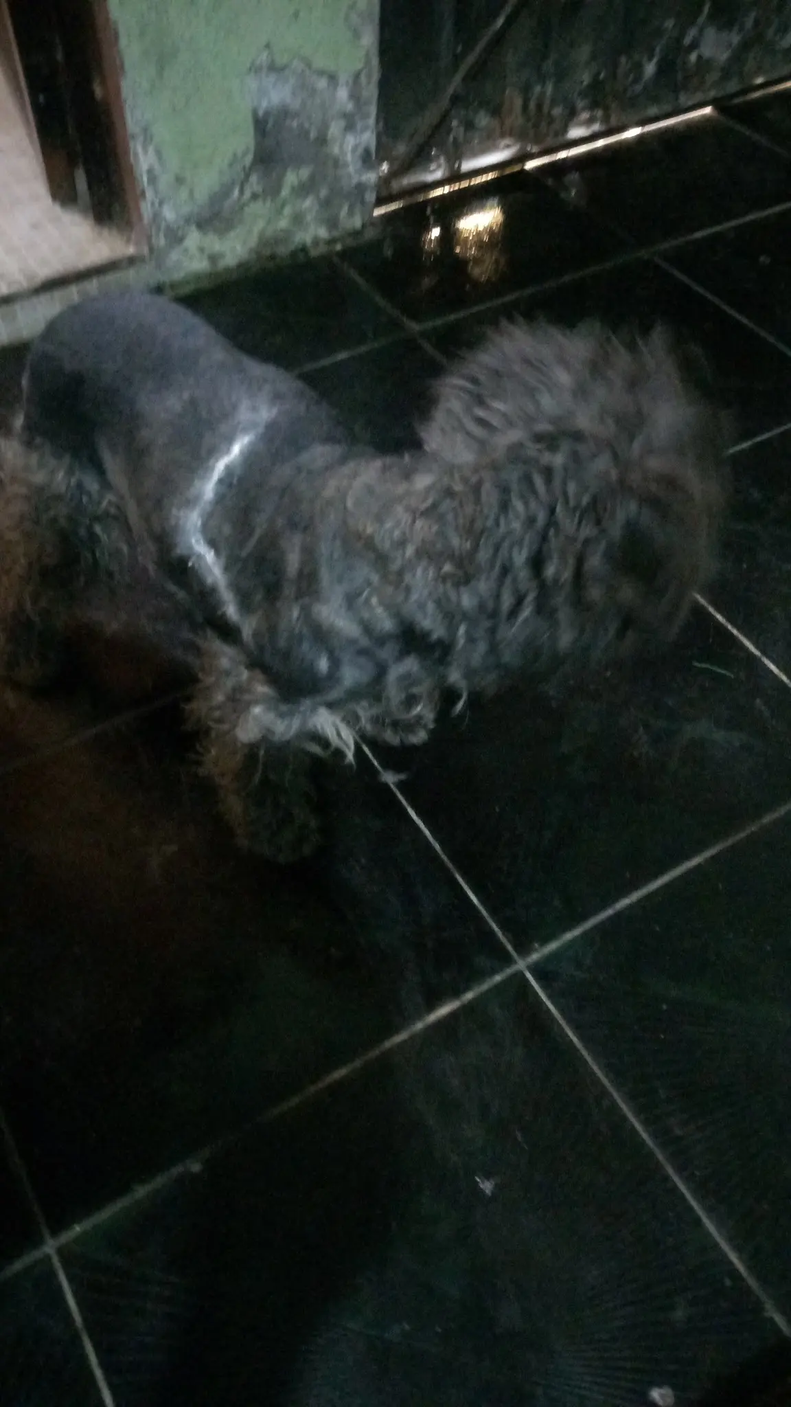 Estética Y Veterinaria Huellitas — foto 2 de 2