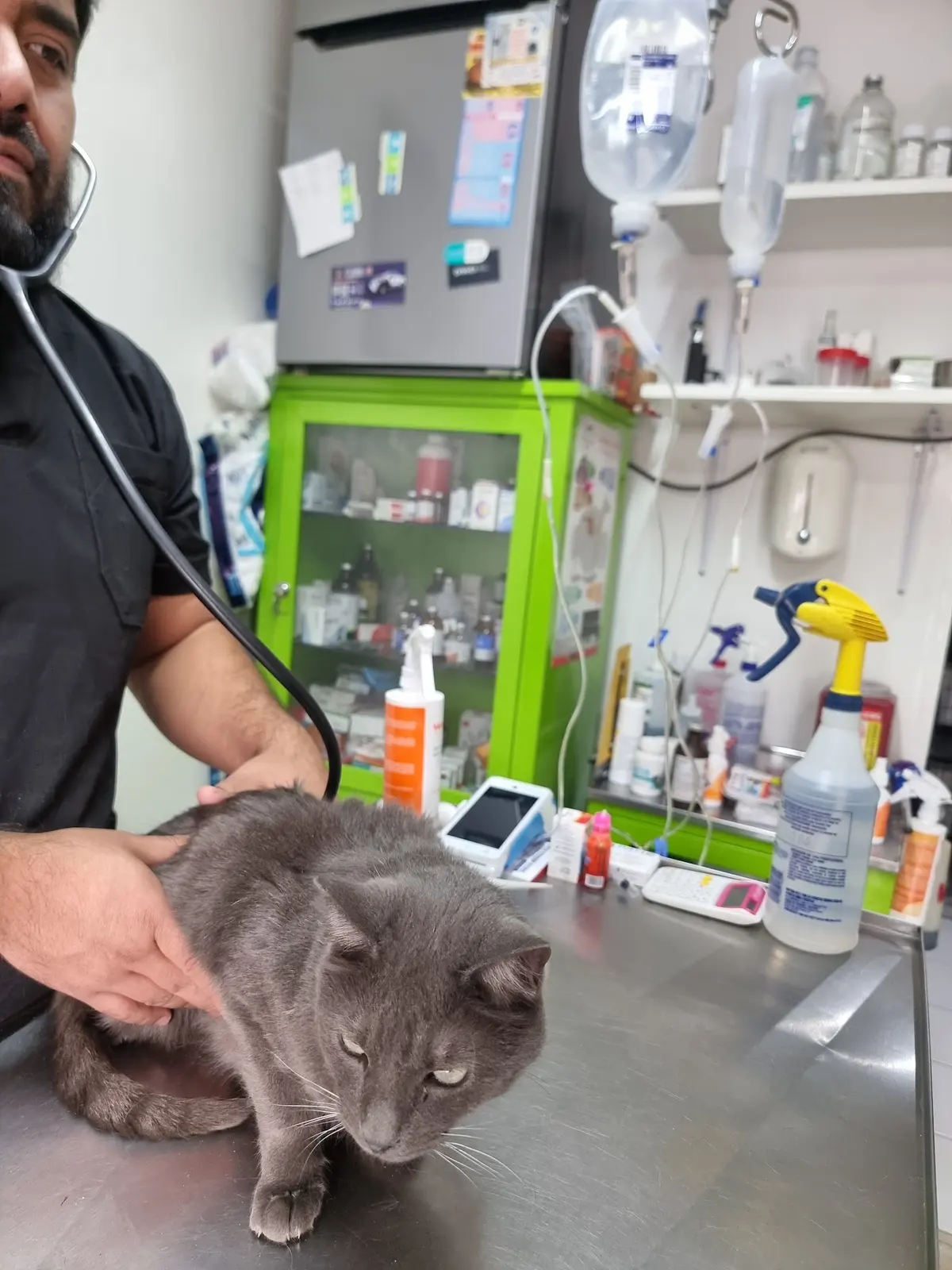 Servicio Veterinario Integral