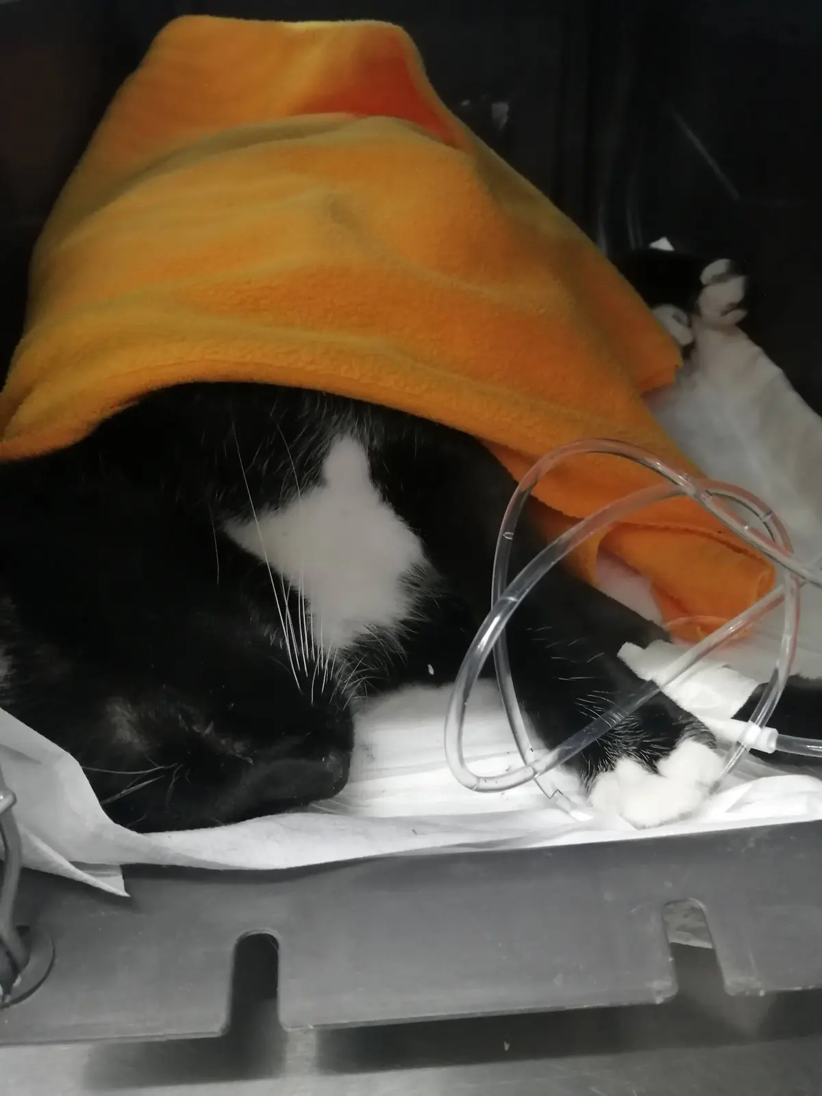 VETERINARIA "CANITO"