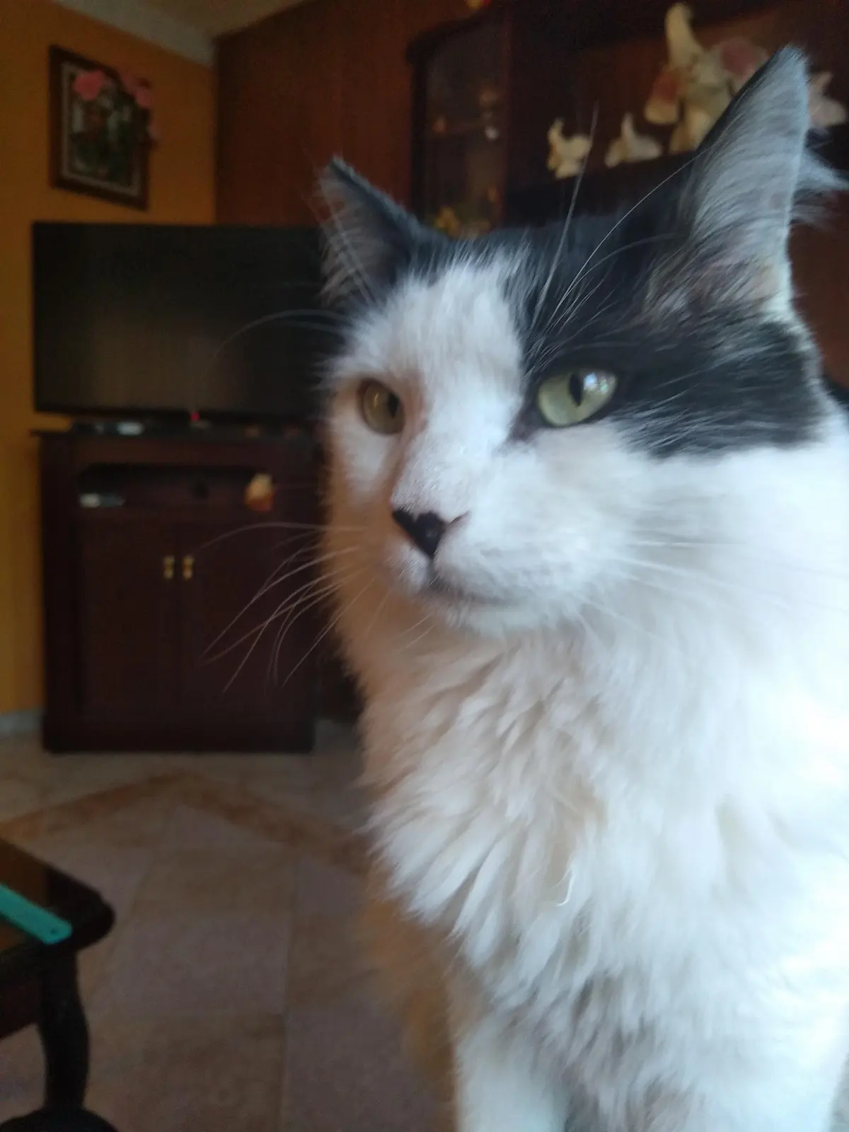 VETERINARIA "CANITO" — foto 3 de 3