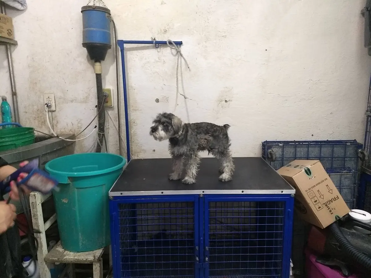 Centro Veterinario Mundo Mascota