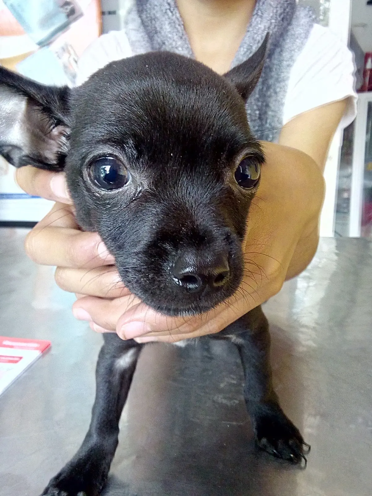Clínica Veterinaria Dr.Can — foto 2 de 3