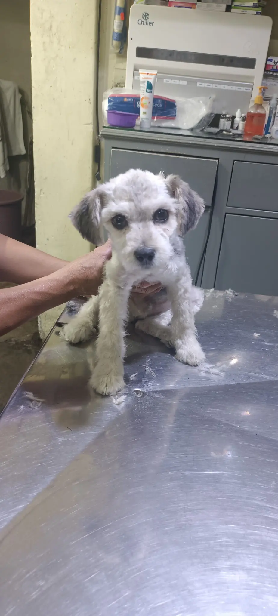 Consultorio Veterinario "Barron"