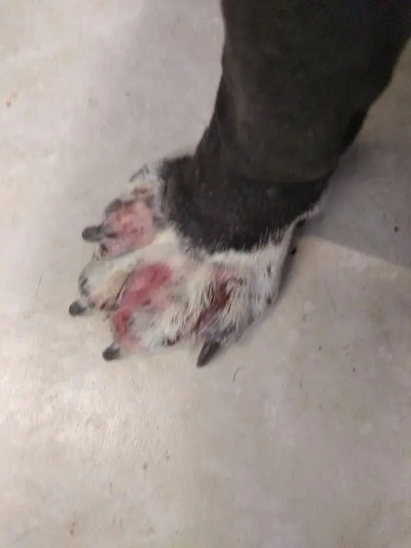 Veterinaria Animal center