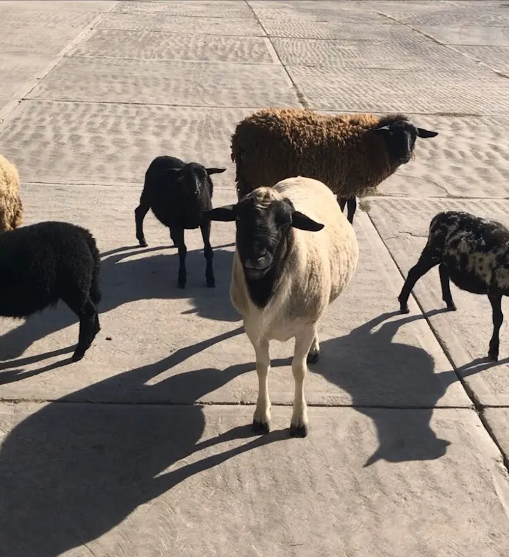 SERVICIOS MÉDICOS VETERINARIOS LÓPEZ