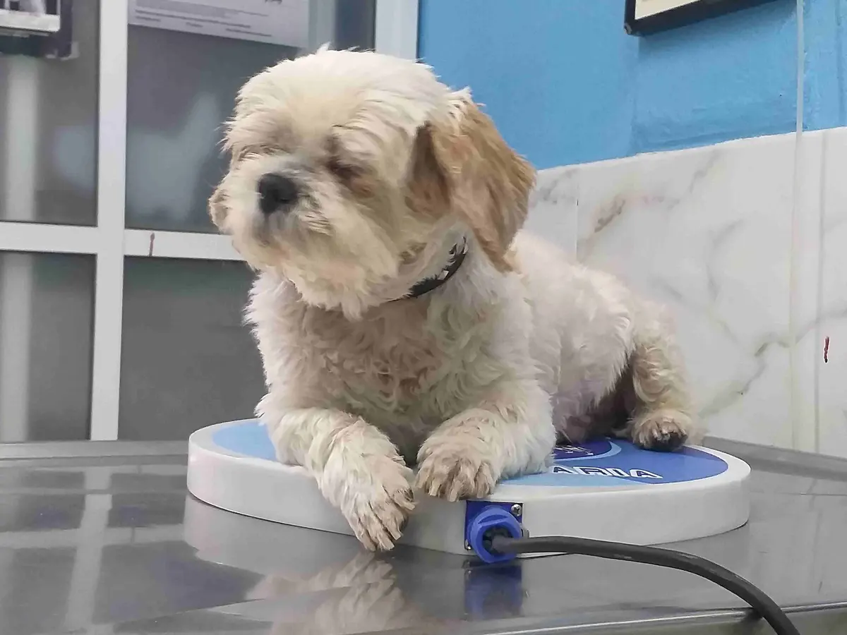 Atención Veterinaria Izcalli 24/7 — foto 3 de 3