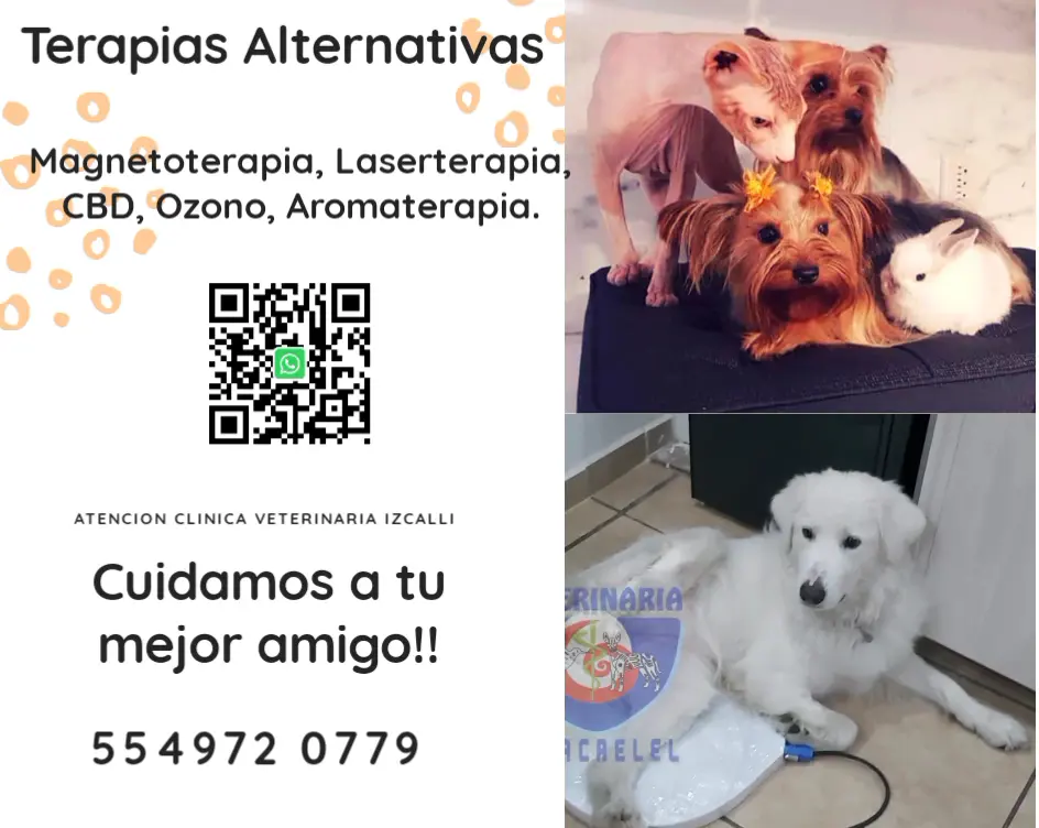 Atención Veterinaria Izcalli 24/7 — foto 2 de 3