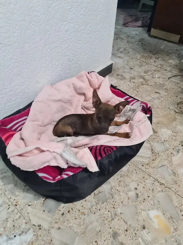 Clinica Veterinaria Bernal
