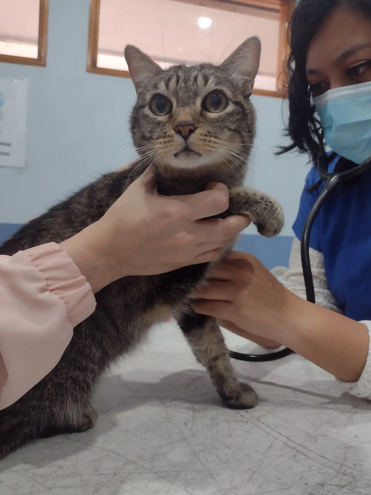 Clínica Veterinaria CEVI — foto 2 de 3