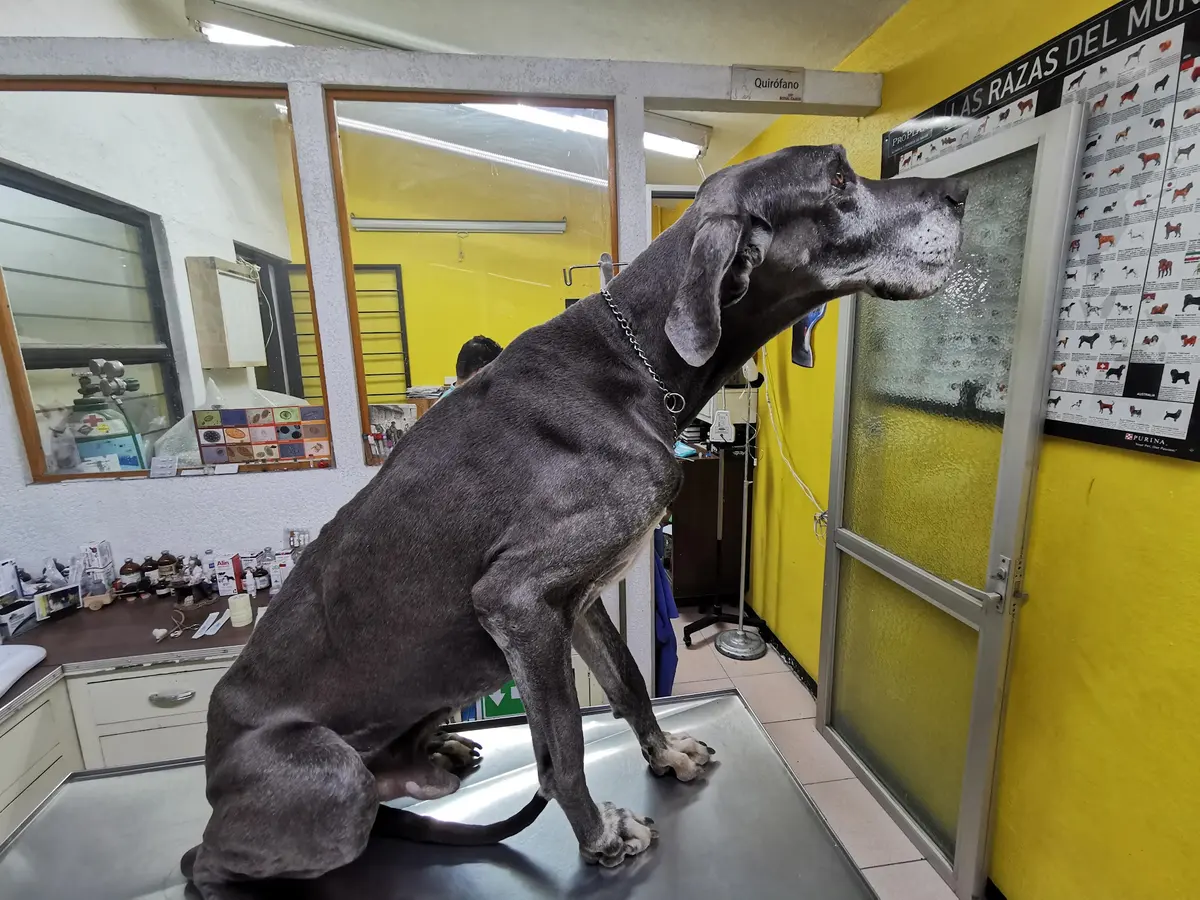 Clínica Veterinaria Medican