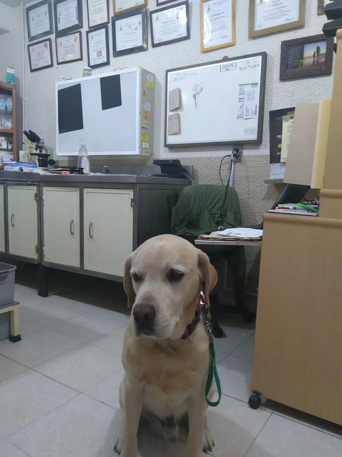 Clínica veterinaria "paseo del bosque"