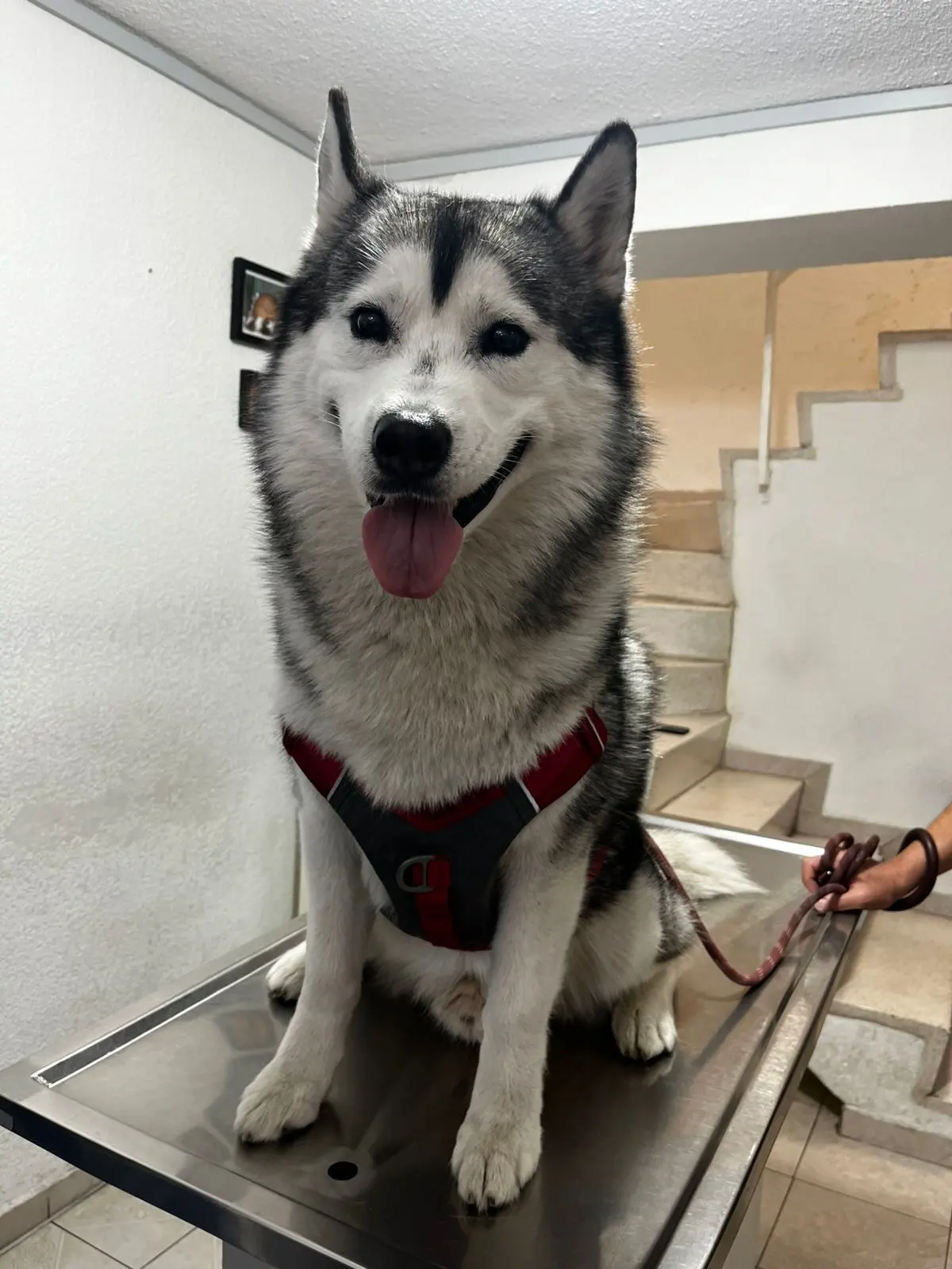 Clínica Veterinaria Zoobichos