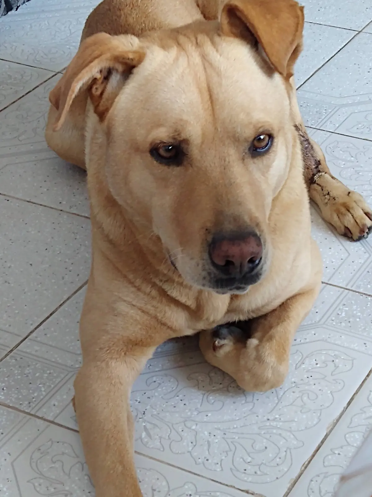 Consultorio veterinario "VET-LAM" — foto 2 de 3