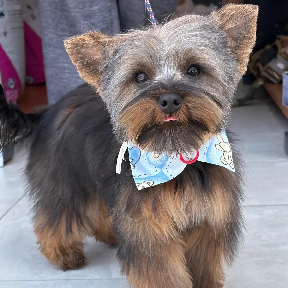 Ohana Pets MX - Estética canina en Cuautitlán Izcalli — foto 3 de 3